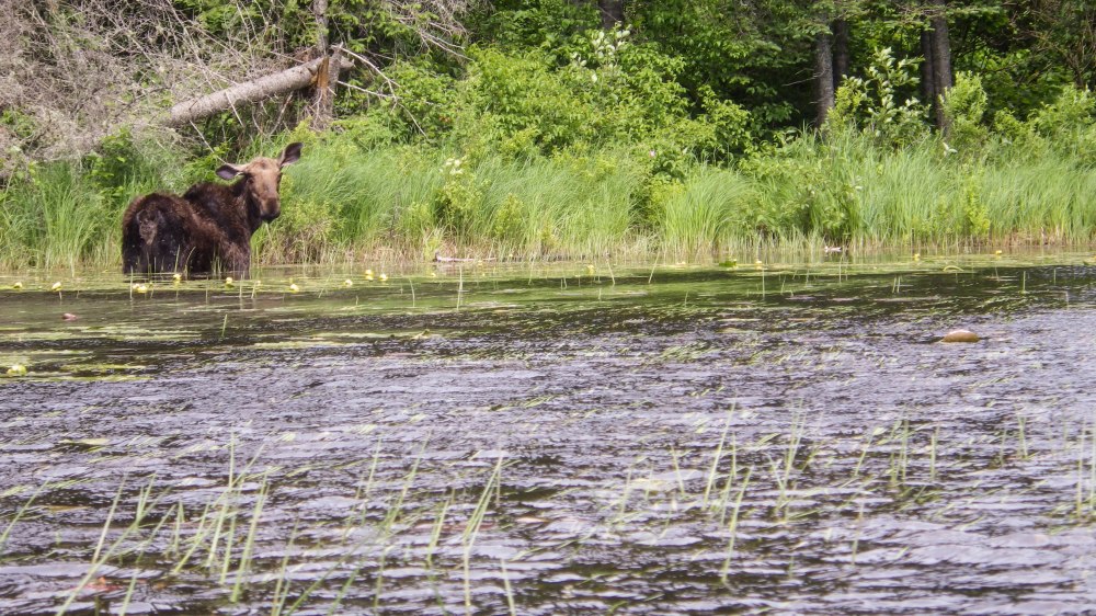 Quetico July 2014 (11 of 18)