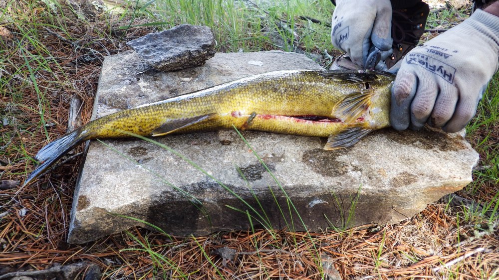 Quetico July 2014 (15 of 18)