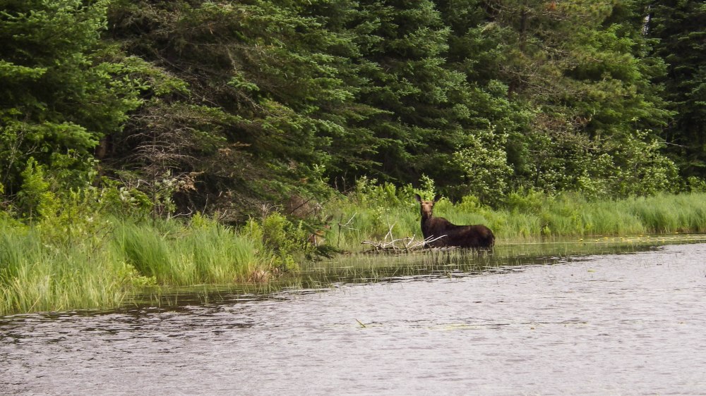 Quetico July 2014 (8 of 18)