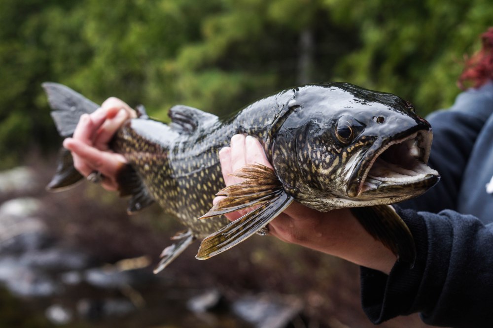 Print for Debbie (18 of 122)