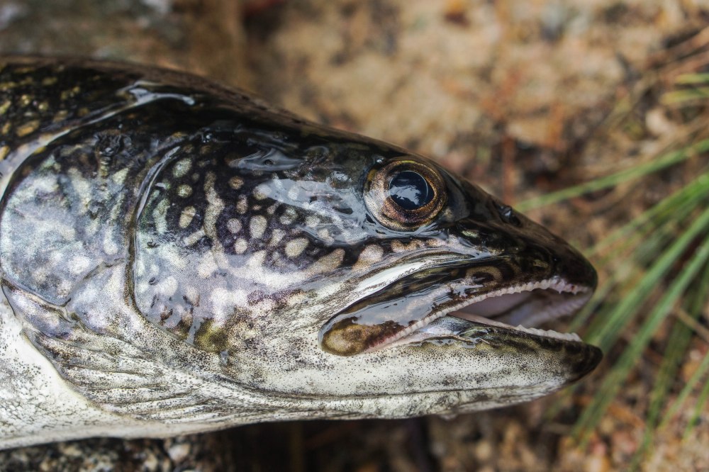 Print for Debbie (20 of 122)