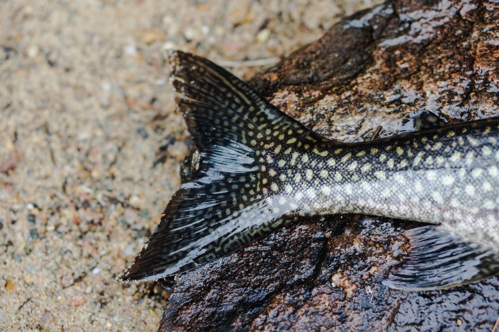 Print for Debbie (21 of 122)